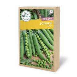 Graines Pois Nain Ride...