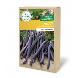 Graines Haricot Nain...