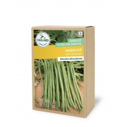 Graines Haricot Nain...