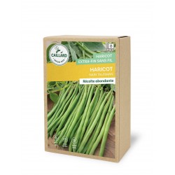 Graines Haricot Nain...