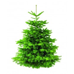 ABIES nordmanniana 80/100...
