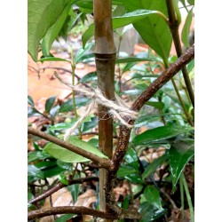 Ficelle de jute (2 fils)...