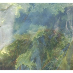 Film de forcage 50MICRO 2X5M