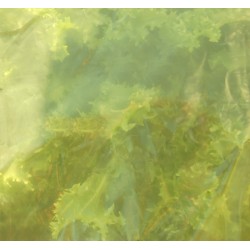 Film maraichage jaune...