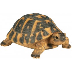 Tortue hermann pm RIVIERA...
