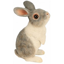 Lapereau debout RIVIERA...