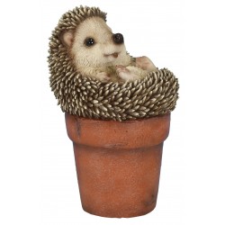 Bebe herisson dans pot...
