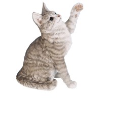 Chat jouant RIVIERA DECO...