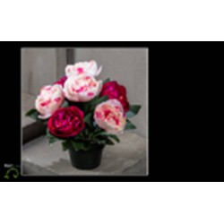 Coupe De Paeonia 3...