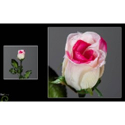 Tige De Rose Goutte D'Eau...