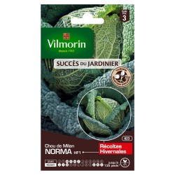 CHOU DE MILAN Norma hf1...