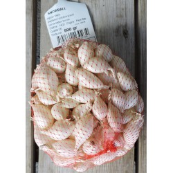 Oignon Blanc SNOW BALL...