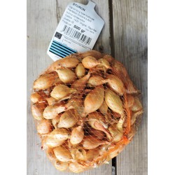 Oignon Rond STURON Calibre...