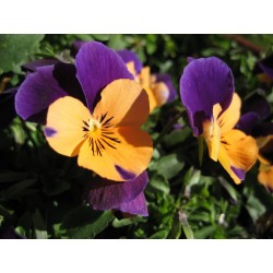 VIOLA cornuta B6G8