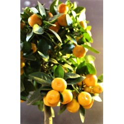 CALAMONDIN ¼TG P20