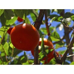 MANDARINIER ¼TG P20