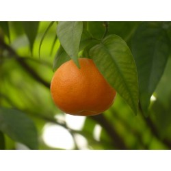 CLEMENTINIER ¼TG P20