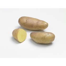 ACTIGERME Pomme de terre...