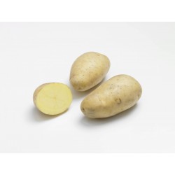 ACTIGERME Pomme de terre...