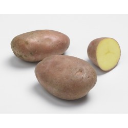 ACTIGERME Pomme de terre...