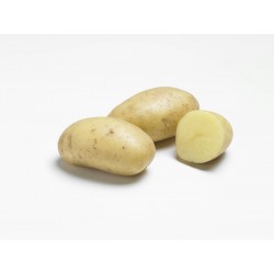 ACTIGERME Pomme de terre...