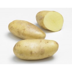 ACTIGERME Pomme de terre...