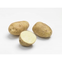 ACTIGERME Pomme de terre...