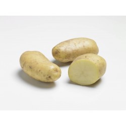 ACTIGERME Pomme de terre...