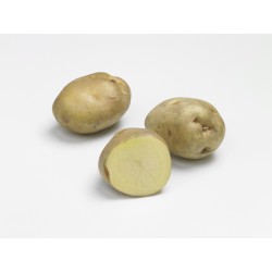 ACTIGERME Pomme de terre...