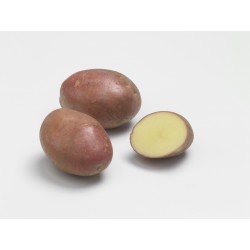 ACTIGERME Pomme de terre...
