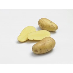 ACTIGERME Pomme de terre...
