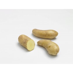 ACTIGERME Pomme de terre...