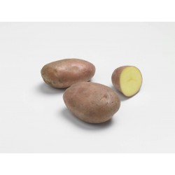 ACTIGERME Pomme de terre...