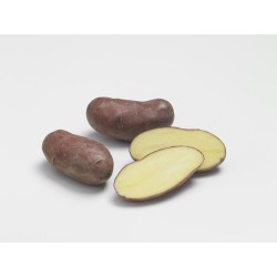 ACTIGERME Pomme de terre...