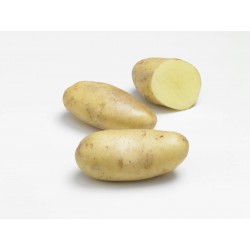 ACTIGERME Pomme de terre...