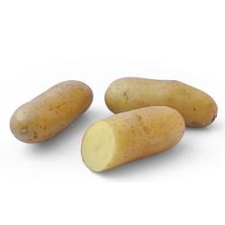 ACTIGERME Pomme de terre...