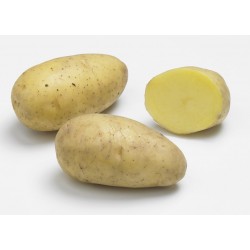 ACTIGERME Pomme de terre...