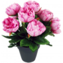 coupe pivoine H33-Ø33