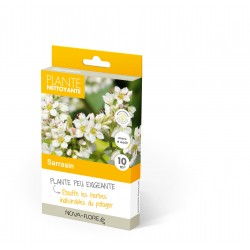 PLANTE NETTOYANTE  SARRASIN...