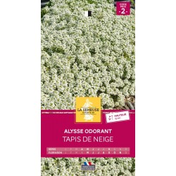 Graines Alysse Odorant...