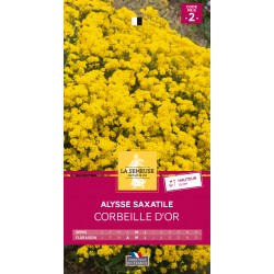 Graines Alysse Saxatile...