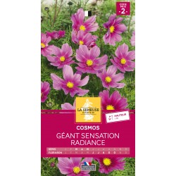 Graines Cosmos Géant...