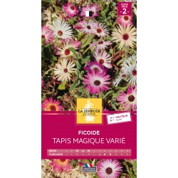 Graines Ficoide Tapis...
