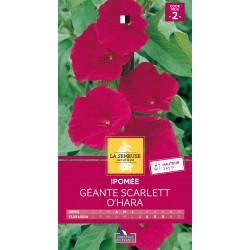 Graines Ipomee À Grande...