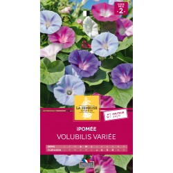 Graines Ipomee Volubilis...