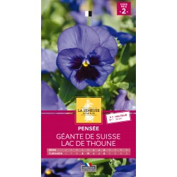 Graines Pensee Géante De...