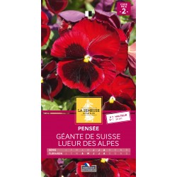 Graines Pensee Géante De...