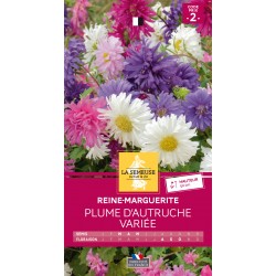 Graines Reine-Marguerite...