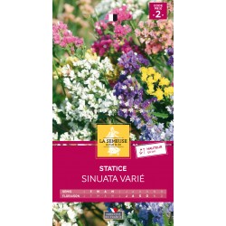 Graines Statice Sinuata En...