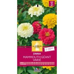 Graines Zinnia Mammouth...